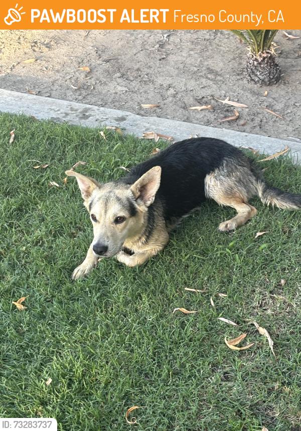 Found/Stray Female Dog last seen South and brawley ave, Fresno County, CA 93706