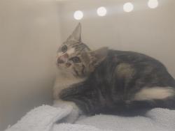Shelter Stray Female Cat last seen Near BLOCK 64TH AVE S, KENT WA 98032, 21615 64th Ave S, Kent, WA 98032, USA