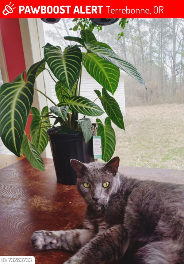 Lost Male Cat last seen Business Circle, Commercial Loop in Crooked River Ranch, Terrebonne, OR 97760