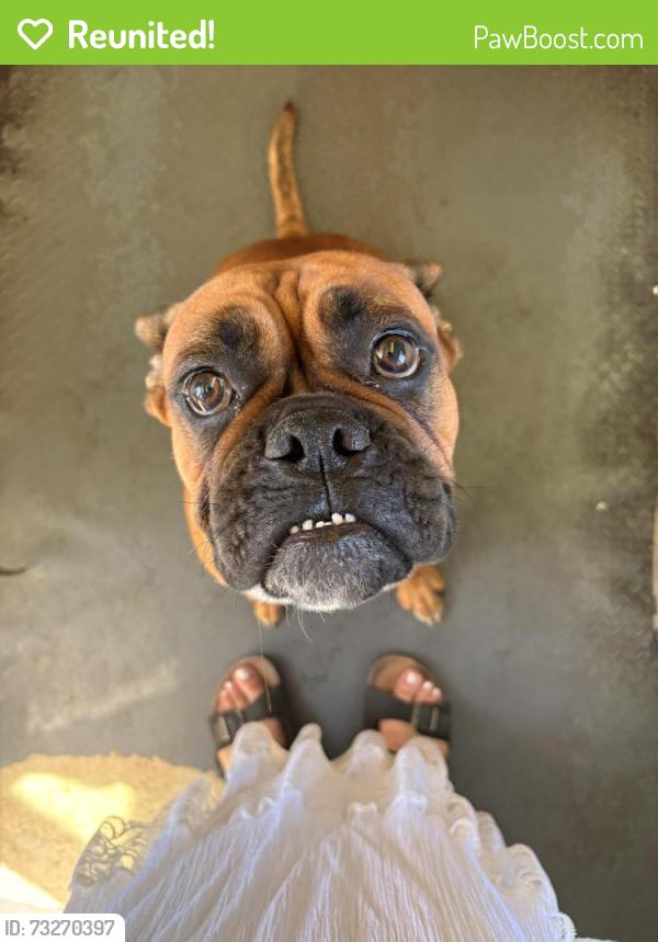 Reunited Female Dog last seen Spotted cow coffee, Tacoma, WA 98408