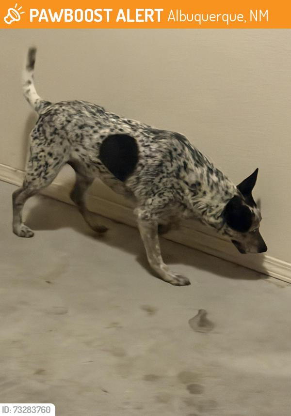 Found/Stray Male Dog last seen Unser and paradise, Albuquerque, NM 87114