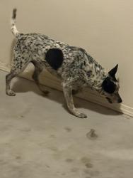 Found/Stray Male Dog last seen Unser and paradise, Albuquerque, NM 87114