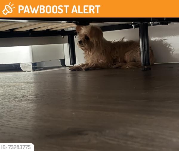 Found/Stray Female Dog last seen Aventura hosp, Hallandale Beach, FL 33009