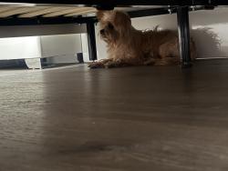 Found/Stray Female Dog last seen Aventura hosp, Hallandale Beach, FL 33009