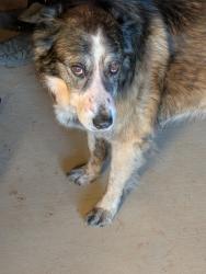 Lost Female Dog last seen 50th st west and m6, Lancaster, CA 93536