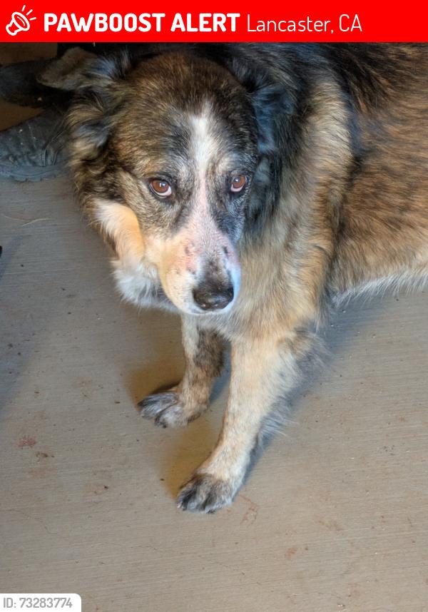 Lost Female Dog last seen 50th st west and m6, Lancaster, CA 93536