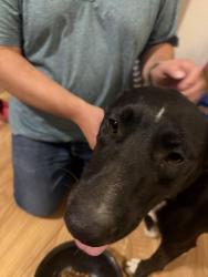 Found/Stray Unknown Dog last seen Haynes park, Rio Rancho, NM 87124