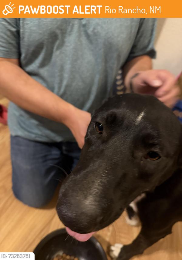 Found/Stray Unknown Dog last seen Haynes park, Rio Rancho, NM 87124