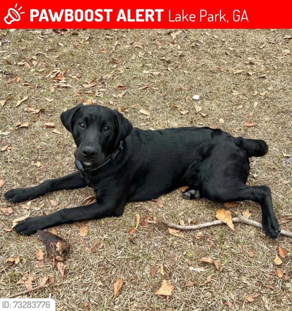 Lost Male Dog last seen Highway-41, Carum Circle, Peggy Lane, Lake Park, GA 31636
