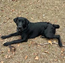 Lost Male Dog last seen Highway-41, Carum Circle, Peggy Lane, Lake Park, GA 31636