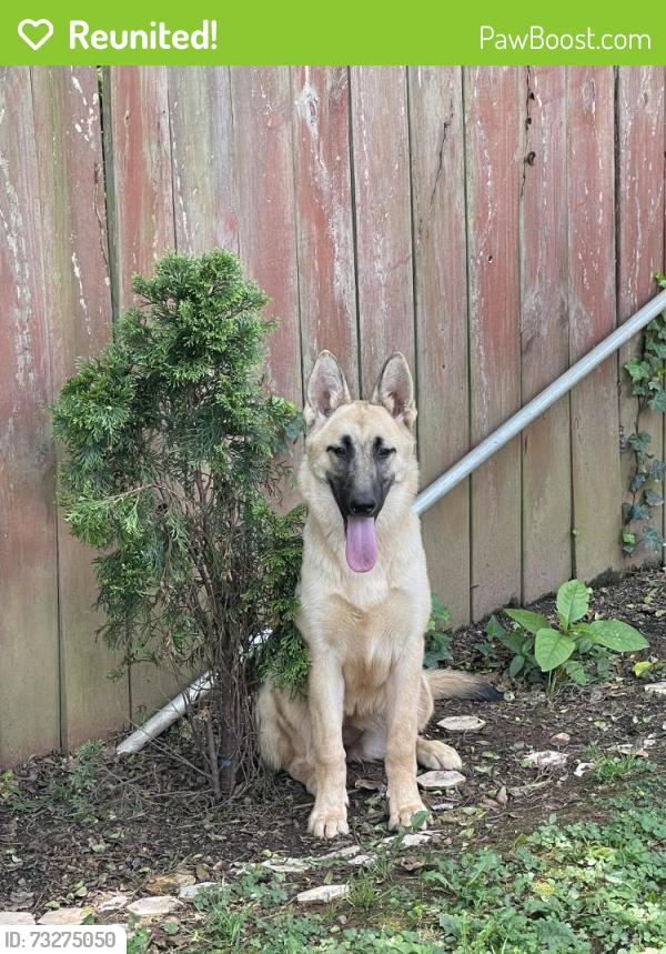 Reunited Female Dog last seen In Tucker, Tucker, GA 30084
