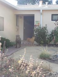 Found/Stray Male Dog last seen Crister ave & Filbert ave, Chico, CA 95926