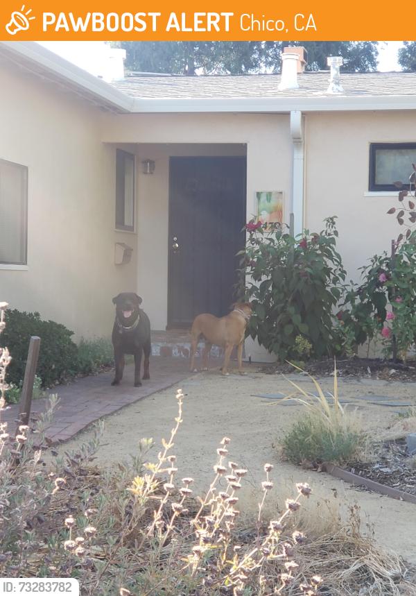 Found/Stray Male Dog last seen Crister ave & Filbert ave, Chico, CA 95926