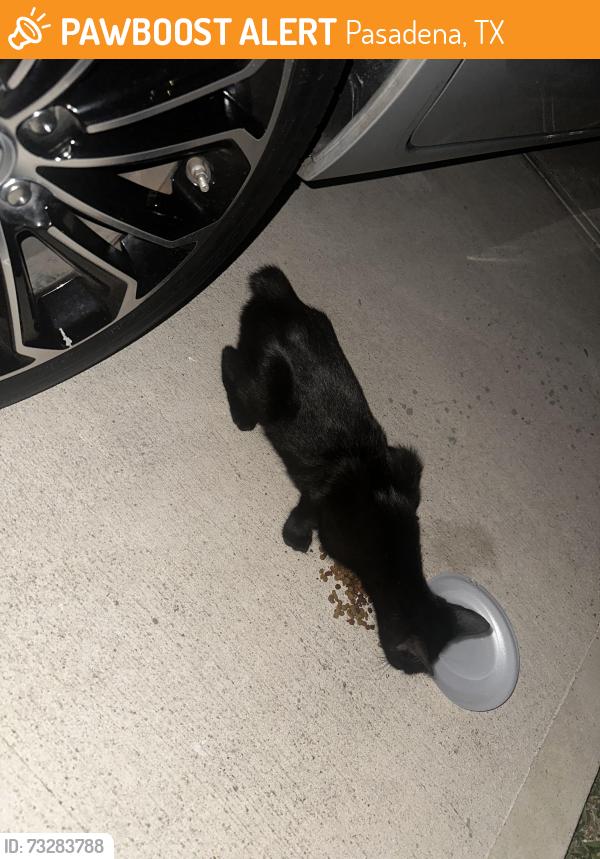 Found/Stray Unknown Cat last seen Meadowlake rd, Pasadena, TX 77503