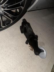 Found/Stray Unknown Cat last seen Meadowlake rd, Pasadena, TX 77503