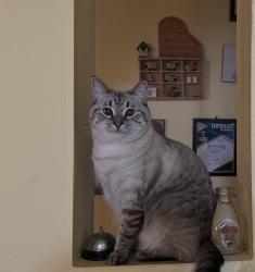 Lost Female Cat last seen Temple & Avenida Rancheros, Pomona, CA 91768