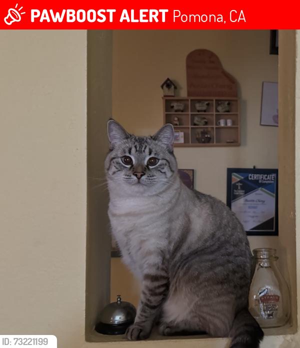 Lost Female Cat last seen Temple & Avenida Rancheros, Pomona, CA 91768