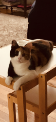 Lost Female Cat last seen Intersection of Chapel Road / Kate Wagner Rd, Westminster, MD 21157