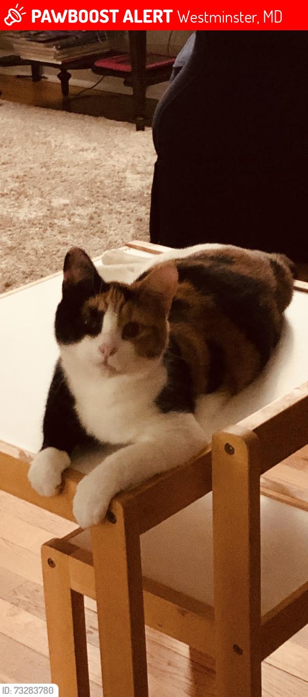 Lost Female Cat last seen Intersection of Chapel Road / Kate Wagner Rd, Westminster, MD 21157