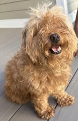 Found/Stray Female Dog last seen Norwich ct, Hartford, CT 06103