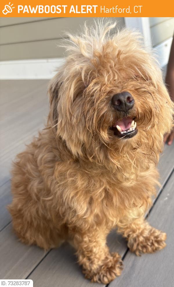 Found/Stray Female Dog last seen Norwich ct, Hartford, CT 06103