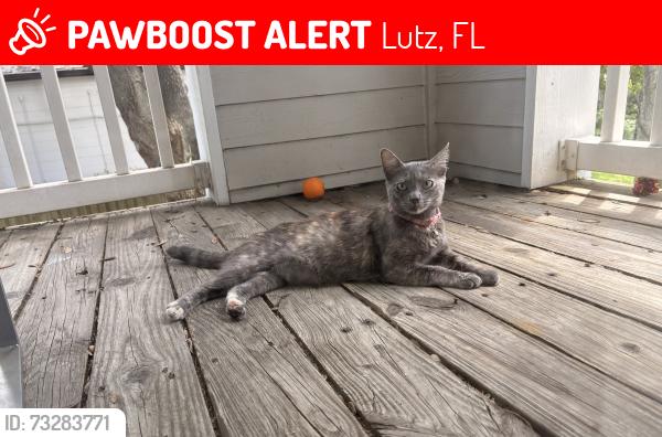 Lost Female Cat last seen Bearss Ave, Lutz, FL 33559