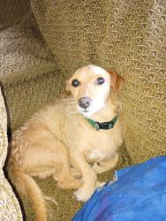 Lost Male Dog last seen Pittston & Orchard, Scranton, PA 18505