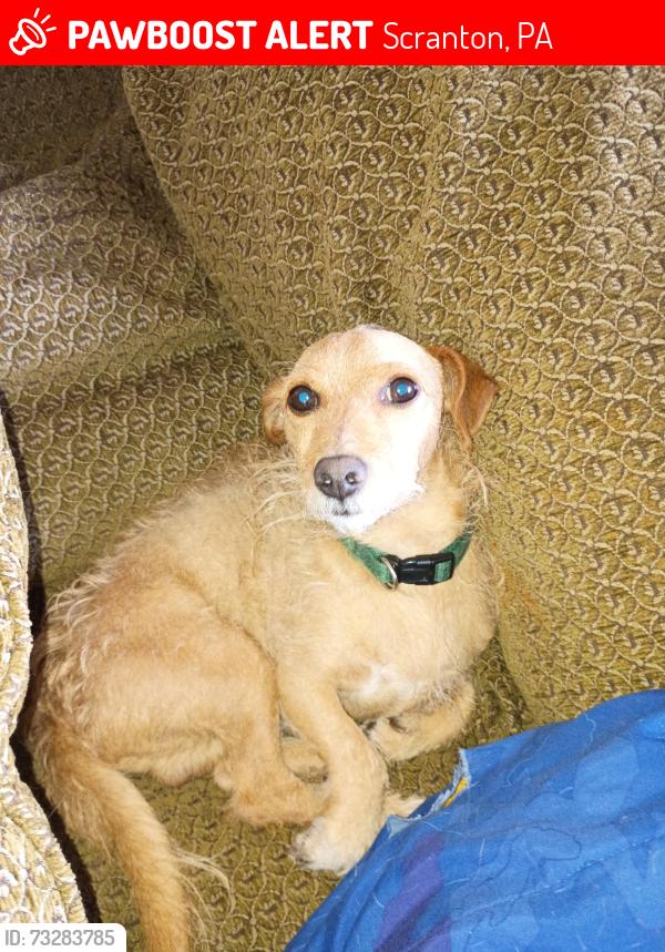 Lost Male Dog last seen Pittston & Orchard, Scranton, PA 18505