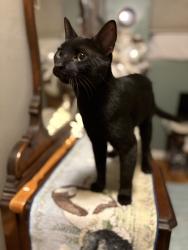 Found/Stray Male Cat last seen Tennyson and 55th, Arvada, CO 80003