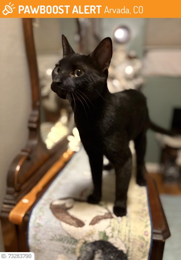 Found/Stray Male Cat last seen Tennyson and 55th, Arvada, CO 80003