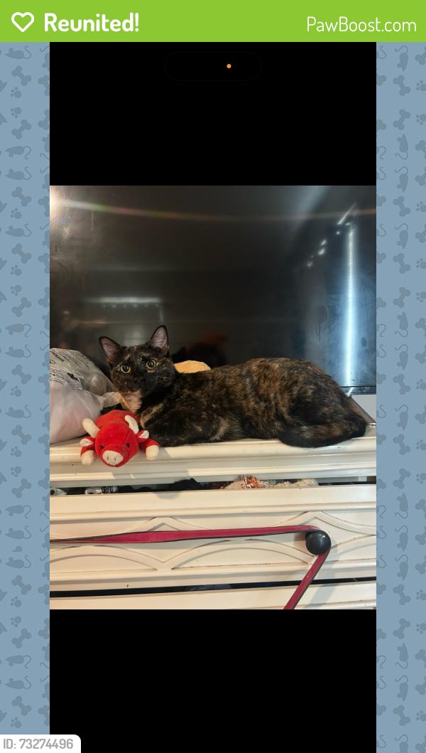 Reunited Female Cat last seen Near fessenden st, Boston, MA 02126