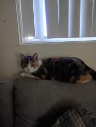 Lost Female Cat last seen Light rail between dunlap and Montebello, Phoenix, AZ 85014
