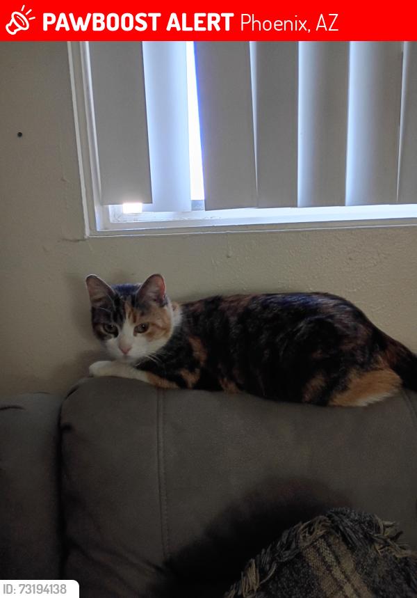 Lost Female Cat last seen Light rail between dunlap and Montebello, Phoenix, AZ 85014