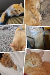 Reunited Male Cat last seen Ganesha park, Pomona, CA 91768