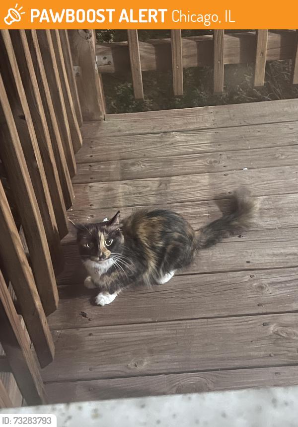 Found/Stray Unknown Cat last seen East 71st Place, Chicago, IL 60619