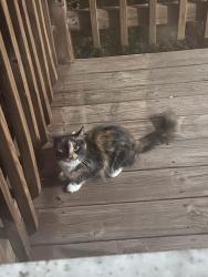Found/Stray Unknown Cat last seen East 71st Place, Chicago, IL 60619