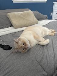 Reunited Female Cat last seen Briar hills court, San Jose, CA 95138