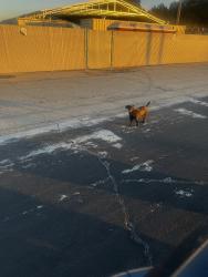 Found/Stray Male Dog last seen By training center, City of Atwater, CA 95301