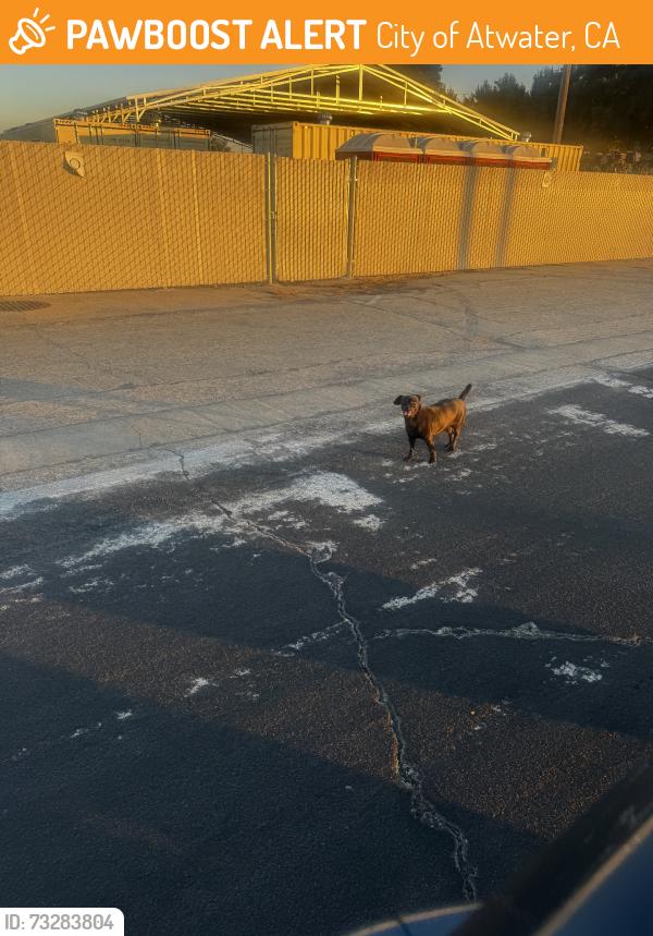 Found/Stray Male Dog last seen By training center, City of Atwater, CA 95301