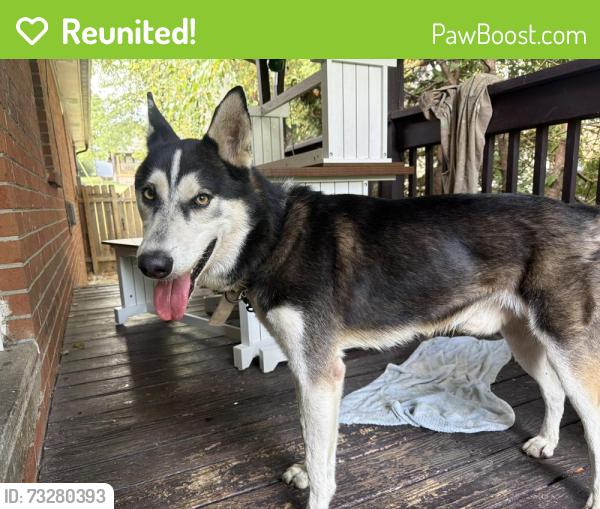 Reunited Male Dog last seen McIver st Nashville TN, Nashville, TN 37211