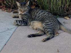 Lost Female Cat last seen High Point Academy, Pasadena, CA 91107
