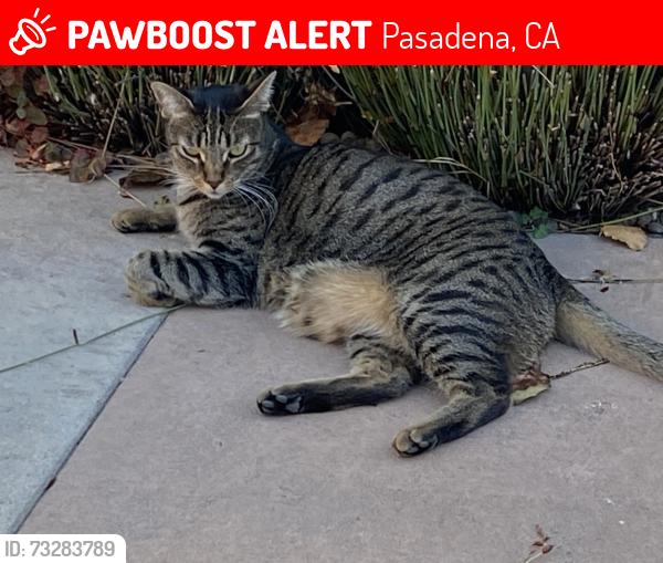 Lost Female Cat last seen High Point Academy, Pasadena, CA 91107