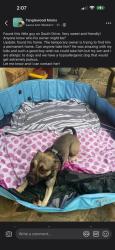 Lost Male Dog last seen South Drive, Fort Worth, TX 76132