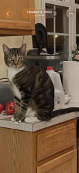 Lost Male Cat last seen Near Gillespie ave Middletown De Willow Grove Mill Development, Middletown, DE 19709