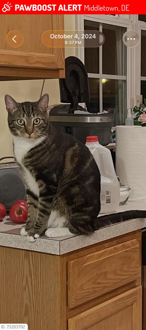 Lost Male Cat last seen Near Gillespie ave Middletown De Willow Grove Mill Development, Middletown, DE 19709