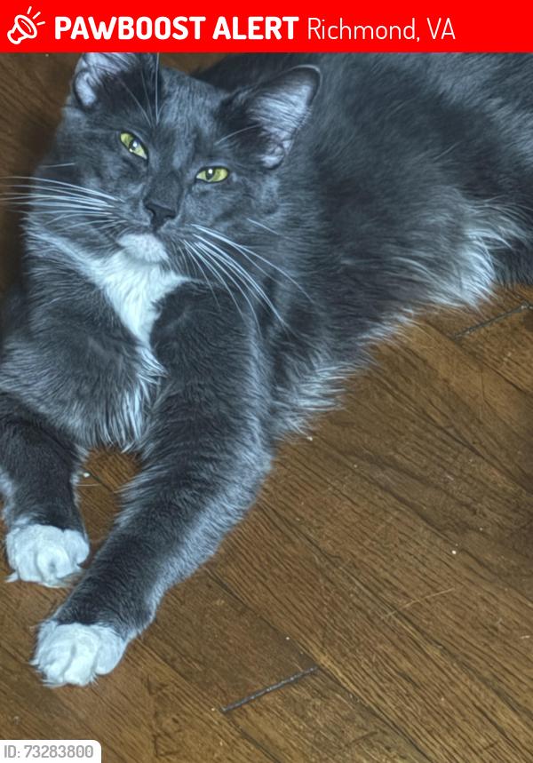 Lost Male Cat last seen Wetherly dr henrico,ba 23229, Richmond, VA 23229