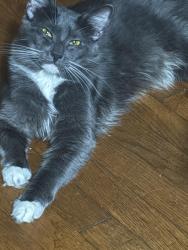 Lost Male Cat last seen Wetherly dr henrico,ba 23229, Richmond, VA 23229