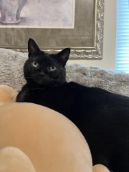 Lost Female Cat last seen Near Upshur Street, Portland, OR 97210