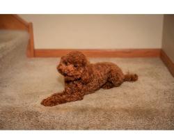 Reunited Female Dog last seen Houbolt & Trailsend, Joliet, IL 60436