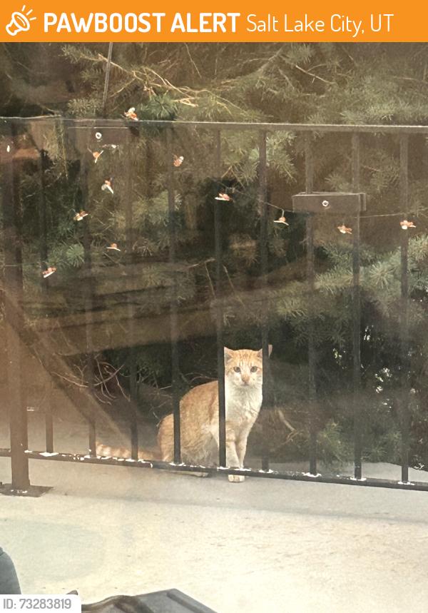 Found/Stray Unknown Cat last seen Main St and Hillside Ave, Salt Lake City, UT 84103